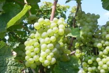 weiße Weintrauben